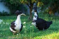 Pair of black and white ducks Royalty Free Stock Photo