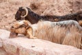 A pair of goats with long horns Royalty Free Stock Photo