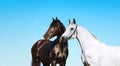 Pair of black and white portrait of a horse on a background of blue sky. Royalty Free Stock Photo