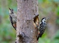 Pair of black and white with red vent bird percing on dead tree, Fulvous-breasted woodpecker (Dendrocopos macei Royalty Free Stock Photo