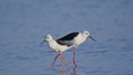 Pair of Black winged stilt bird, nature, natural, wallpaper Royalty Free Stock Photo