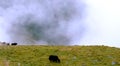 Pair of black yaks grazing on a rural hill over clouds Royalty Free Stock Photo