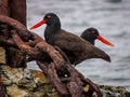 A Pair of Blackish Oyster Catchers