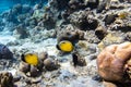 Pair Of Blacktailed Butterflyfish Chaetodon austriacus, Black-tailed, Exquisite In a Coral Reef, Red Sea, Egypt. Two Fish Royalty Free Stock Photo