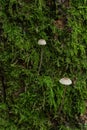 A pair of Bleeding Bonnet mushrooms in moss.