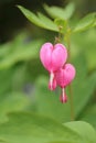 A Pair of Bleeding Heart Flowers