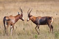 Pair of Blesbok head to head