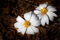 Pair of blood root, wild flowers on the forest floor in spring