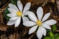 A Pair Bloodroot Flowers