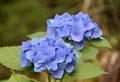 Pair of Blooming Blue Hydrangea Flower Blossoms Royalty Free Stock Photo