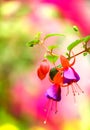 Pair of blooming fuchsia hybrida flowers