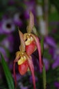 Pair of Blooming Rare Orchid Flower Blossoms