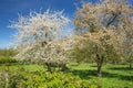 Pair of blossoming pear trees