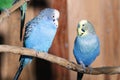 Pair of blue budgerigars Royalty Free Stock Photo