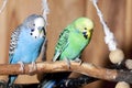 Pair of blue budgerigars Royalty Free Stock Photo