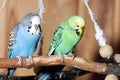 Pair of blue budgerigars