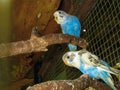 a pair of blue budgerigars in a birdcage