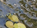 Blue Damselflies mating