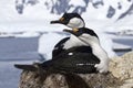 Pair of blue-eyed Antarctic shags sitting