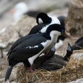 Pair of blue-eyed cormorants or blue-eyed shags with two chicks begging for feeding on New Island, Falkland Islands