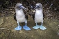 Pair of Blue Footed Boobies. Endemic birds of the Latin America Pacific
