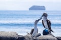 Pair of Blue-footed Boobies by the Sea 3