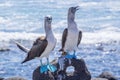 Pair of Blue-footed Boobies by the Sea 2