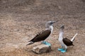 Pair of blue-footed booby Royalty Free Stock Photo