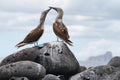 Pair of Blue-footed Booby (Sula nebouxii)