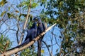 A pair of  blue hyacinth or hyacinthine macaws Anodorhynchus hyacinthinus, sitting on a tree branch while grooming each other. Royalty Free Stock Photo