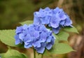 Pair of Blue Hydrangea Flower Blossoms in Bloom Royalty Free Stock Photo