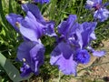 Pair of Blue Iris Flowers in Spring Royalty Free Stock Photo