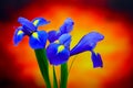 Elegant and serene blue iris flowers on dark abstract background Royalty Free Stock Photo