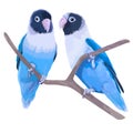 Pair of blue masked lovebirds