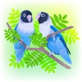 Pair of blue masked lovebirds