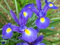 Pair of blue and purple iris flowers Royalty Free Stock Photo