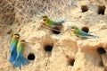 Pair of Blue Tailed Bee Eater Royalty Free Stock Photo