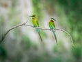 A pair of Blue-tailed bee-eater sitting on a branch and playing with themself.