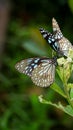 a pair of blue tiger butterflies playing with each other Royalty Free Stock Photo