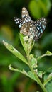 a pair of blue tiger butterflies playing with each other Royalty Free Stock Photo