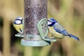 Pair of blue tits at bird feeder Royalty Free Stock Photo