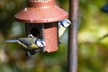 A pair of blue tits on a bird feeder. Royalty Free Stock Photo