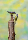 Pair of Blue Tits, Cyanistes caeruleus, hanging from a tree trunk and luring each other by offering food