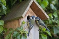 A pair of Blue Tits perched on a nesting box Royalty Free Stock Photo