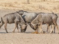 Blue Wildebeest Fighting Royalty Free Stock Photo