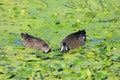 Pair of Blue-winged Teal Royalty Free Stock Photo