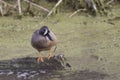 Pair of Blue-winged Teal, Anas discors Royalty Free Stock Photo