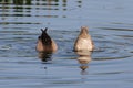 Pair of Blue-winged Teal Royalty Free Stock Photo