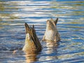 Pair of Blue-winged Teal Dabbling Royalty Free Stock Photo