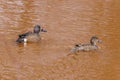 Pair of Blue-winged teal Spatula discors on a small stained lake in Wisconsin during spring. Royalty Free Stock Photo